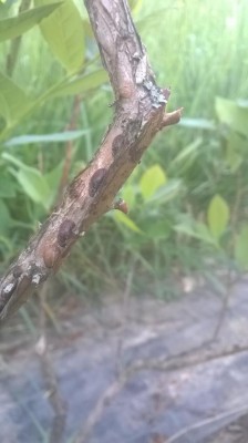 WP_20170418_10_49_02_Pro.jpg (47.93 KiB) Osservato 3784 volte WP_20170418_10_49_02_Pro.jpg