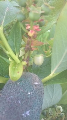 WP_20170418_13_00_42_Pro.jpg (51.8 KiB) Osservato 3784 volte WP_20170418_13_00_42_Pro.jpg