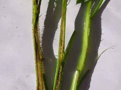 2 polloni decongelati, pollone sano.jpg (127.68 KiB) Osservato 860 volte 2 polloni decongelati, pollone sano.jpg