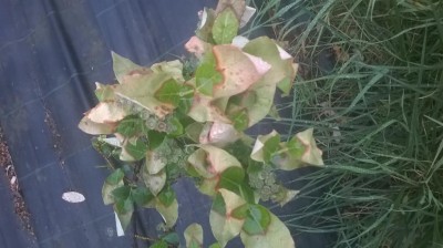 WP_20170425_08_42_03_Pro.jpg (73.26 KiB) Osservato 3760 volte WP_20170425_08_42_03_Pro.jpg