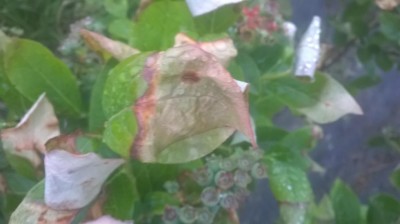 WP_20170425_08_41_24_Pro.jpg (40 KiB) Osservato 3760 volte WP_20170425_08_41_24_Pro.jpg