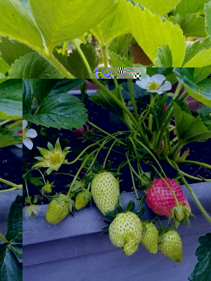 Vaso da 40 lt con 4 piante / IMG_20170427_093614-600x800.jpg IMG_20170427_093614-600x800.jpg