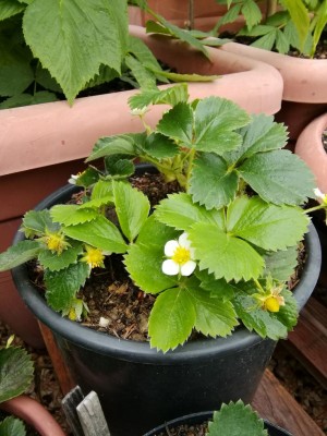 Vaso singolo con 1 piante , dimensioni vaso 15x15 Pianta stentata eppure ha ricevuto lo stesso trattamento / IMG_20170427_093659.jpg IMG_20170427_093659.jpg