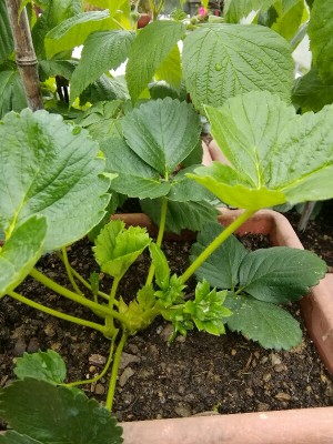 IMG_20170427_093549-600x800.jpg (185.4 KiB) Osservato 757 volte IMG_20170427_093549-600x800.jpg