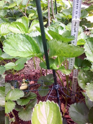 foglie fragole.jpg (143.73 KiB) Osservato 733 volte foglie fragole.jpg