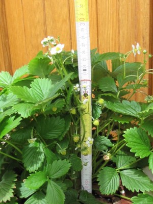 IMG_9207.JPG (195.02 KiB) Osservato 722 volte IMG_9207.JPG