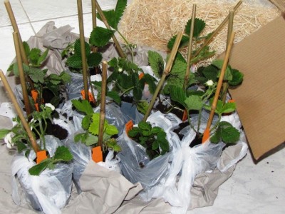 IMG_9234.JPG (205.37 KiB) Osservato 762 volte IMG_9234.JPG