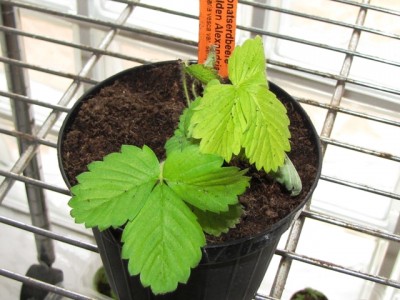 Fragaria vesca var.semperfl. Golden Alexandria.jpg (172.86 KiB) Osservato 760 volte Fragaria vesca var.semperfl. Golden Alexandria.jpg