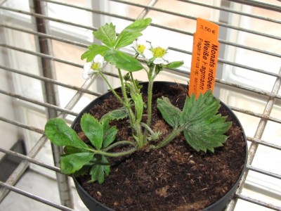 Fragaria vesca var.semperfl. Weibe Hagmann.jpg (187.37 KiB) Osservato 760 volte Fragaria vesca var.semperfl. Weibe Hagmann.jpg