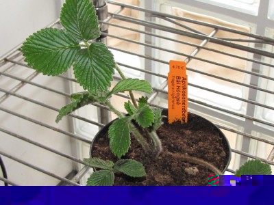 Fragaria nilgerrensis Bai Hòngsè.jpg (181.24 KiB) Osservato 759 volte Fragaria nilgerrensis Bai Hòngsè.jpg