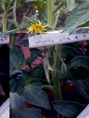 Fiore Pomodoro 5 cm.jpg (85.14 KiB) Osservato 754 volte Fiore Pomodoro 5 cm.jpg