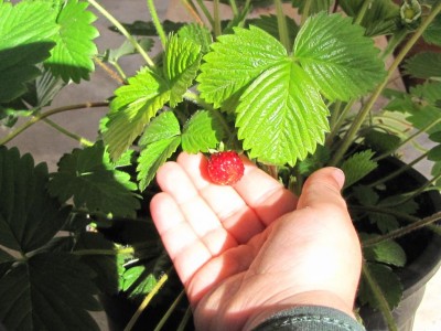 IMG_9276.JPG (108.16 KiB) Osservato 693 volte IMG_9276.JPG