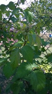 WP_20170430_005.jpg (101.9 KiB) Osservato 674 volte WP_20170430_005.jpg