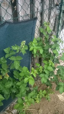 WP_20170501_009.jpg (115.73 KiB) Osservato 831 volte WP_20170501_009.jpg