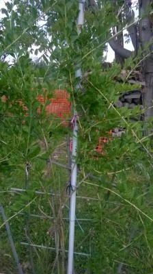 WP_20170501_005.jpg (120.13 KiB) Osservato 831 volte WP_20170501_005.jpg