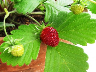 fragaria vesca var.semperflorens Piccina.jpg (206.31 KiB) Osservato 809 volte fragaria vesca var.semperflorens Piccina.jpg
