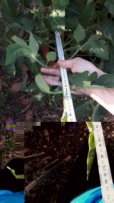 foglia di pomodoro da 52 cm.jpg (90.63 KiB) Osservato 789 volte foglia di pomodoro da 52 cm.jpg