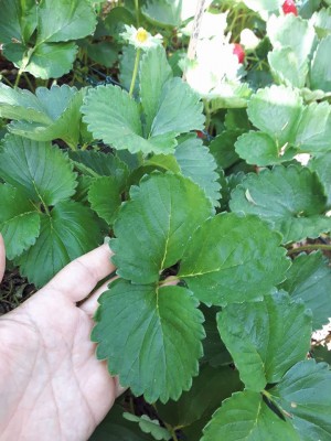 foglia fragola sarda candonga.jpg (115.26 KiB) Osservato 739 volte foglia fragola sarda candonga.jpg