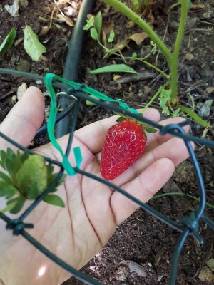 fragola sarda candonga.jpg (107.64 KiB) Osservato 739 volte fragola sarda candonga.jpg