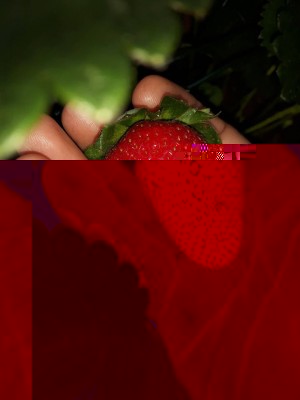 fragola sarda candonga bis.jpg (85.54 KiB) Osservato 736 volte fragola sarda candonga bis.jpg