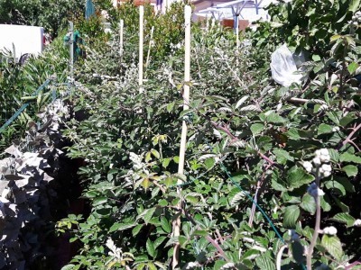 boccioli mora sarda.jpg (214.49 KiB) Osservato 856 volte boccioli mora sarda.jpg