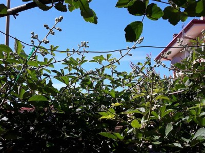 steli aperti.jpg (151.81 KiB) Osservato 855 volte steli aperti.jpg