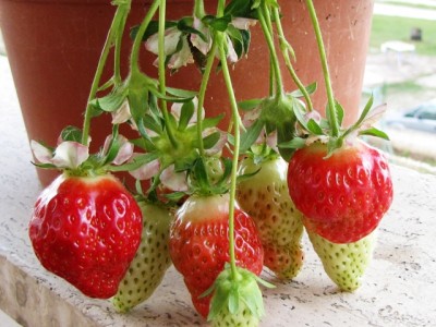 IMG_9337.JPG (191.51 KiB) Osservato 1399 volte IMG_9337.JPG