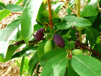 Leningradzkij Welikan.JPG (198.6 KiB) Osservato 821 volte Leningradzkij Welikan.JPG