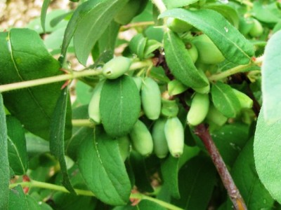 Duet.jpg (156.78 KiB) Osservato 821 volte Duet.jpg