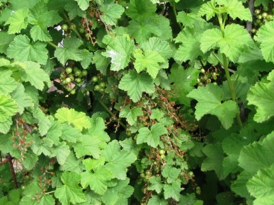 IMG_9348.JPG (228.71 KiB) Osservato 819 volte IMG_9348.JPG