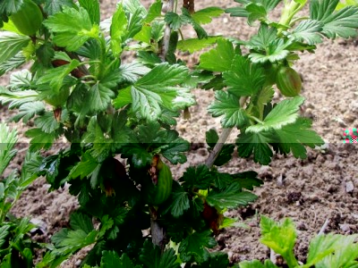 IMG_9365.JPG (249.12 KiB) Osservato 819 volte IMG_9365.JPG