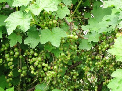 IMG_9346.JPG (241.38 KiB) Osservato 819 volte IMG_9346.JPG