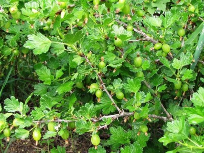 IMG_9345.JPG (271.54 KiB) Osservato 819 volte IMG_9345.JPG