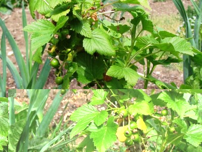 IMG_9370.JPG (231.65 KiB) Osservato 818 volte IMG_9370.JPG