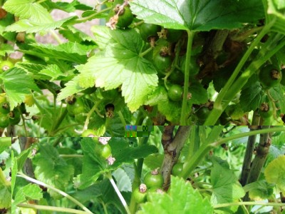 IMG_9367.JPG (208.37 KiB) Osservato 818 volte IMG_9367.JPG