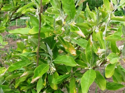 IMG_9374.JPG (229.81 KiB) Osservato 818 volte IMG_9374.JPG