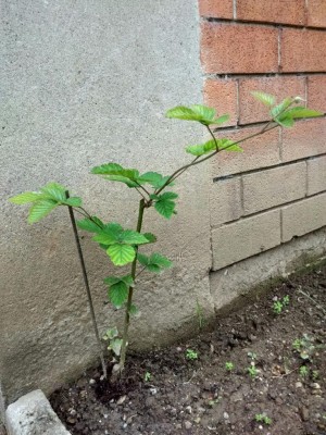 orto_mora.jpeg (176.43 KiB) Osservato 810 volte orto_mora.jpeg