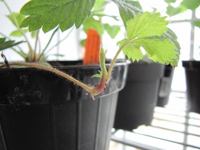 IMG_9380.JPG (131.67 KiB) Osservato 827 volte IMG_9380.JPG