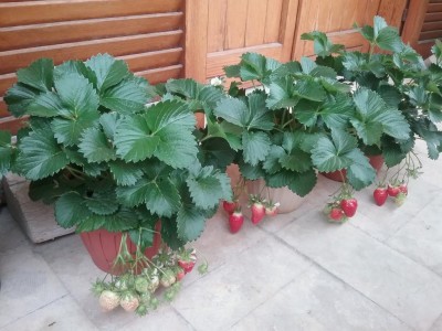 20170512_155334.jpg (112.62 KiB) Osservato 688 volte 20170512_155334.jpg