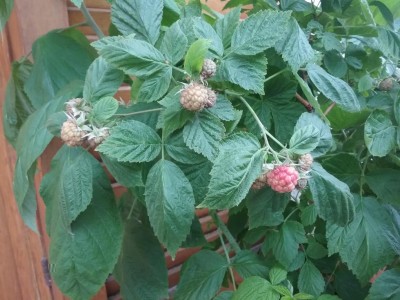 20170512_155453.jpg (111.43 KiB) Osservato 689 volte 20170512_155453.jpg