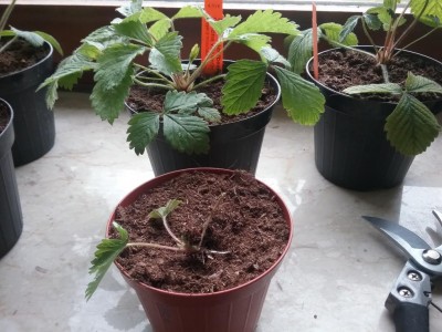 20170512_154922.jpg (115.67 KiB) Osservato 687 volte 20170512_154922.jpg