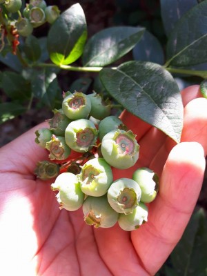 mirtillo o'neal falso.jpg (70.84 KiB) Osservato 779 volte mirtillo o'neal falso.jpg