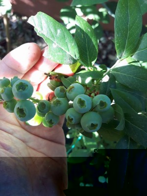 mirtillo o'neal normale.jpg (95.54 KiB) Osservato 779 volte mirtillo o'neal normale.jpg