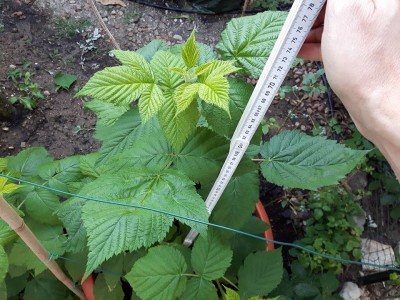 lamponi rossi uniferi 1.jpg (147.62 KiB) Osservato 685 volte lamponi rossi uniferi 1.jpg