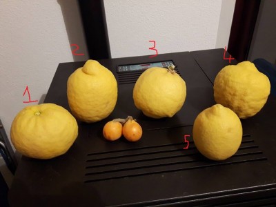 Limoni maxi.jpg (128.56 KiB) Osservato 673 volte Limoni maxi.jpg
