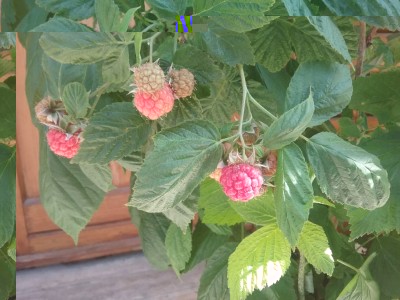 20170515_100604.jpg (106.02 KiB) Osservato 692 volte 20170515_100604.jpg