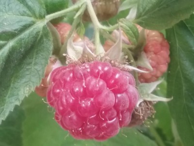 20170515_135842.jpg (66.95 KiB) Osservato 673 volte 20170515_135842.jpg