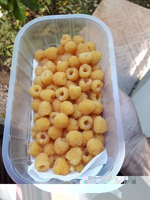 lamponi gialli 2017.jpg (105.71 KiB) Osservato 640 volte lamponi gialli 2017.jpg