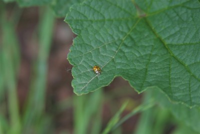 IMG_8112.jpg (129.65 KiB) Osservato 691 volte IMG_8112.jpg