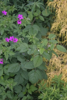 IMG_8079.jpg (220.65 KiB) Osservato 690 volte IMG_8079.jpg